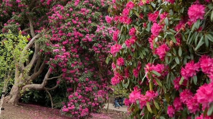 Rhododendron.jpg