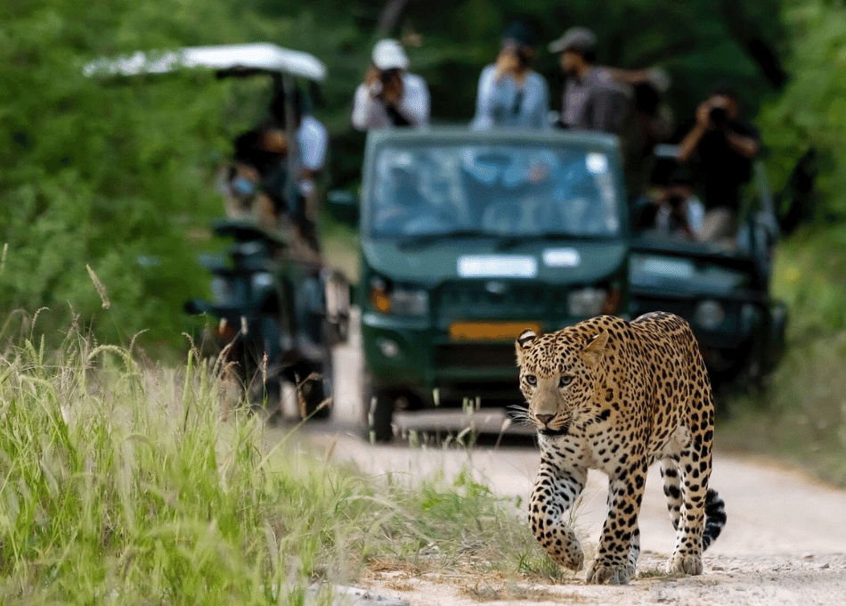 Take a leopard safari