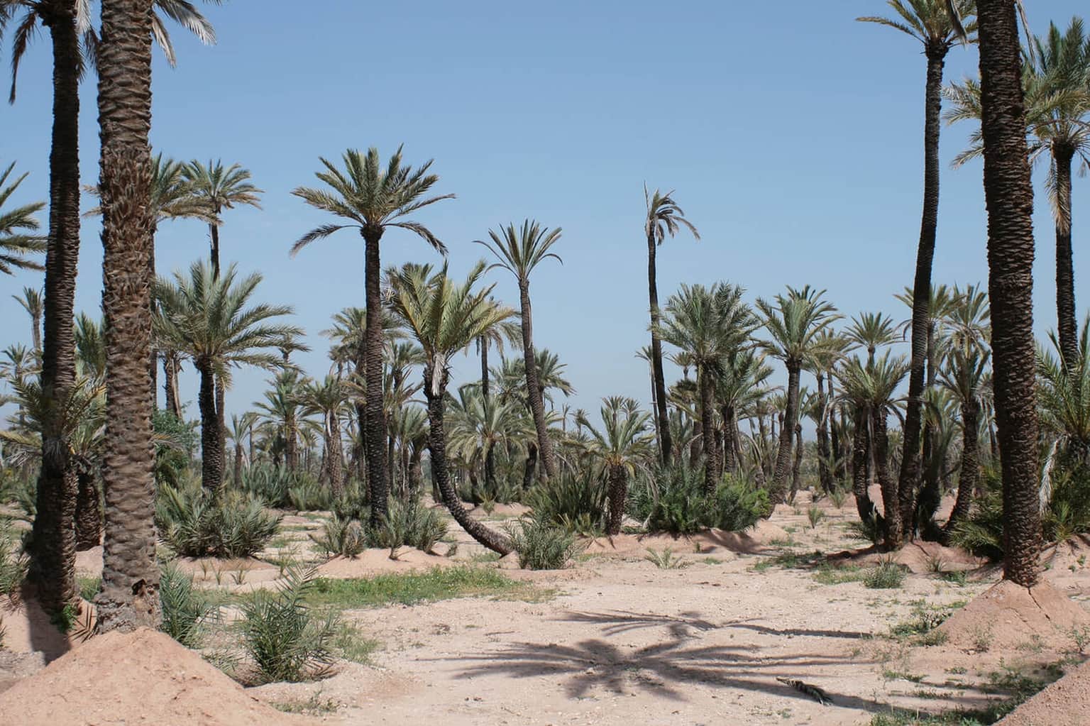 Palmeraie, Marrakech