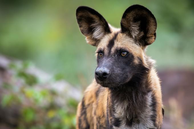 African Painted Dog