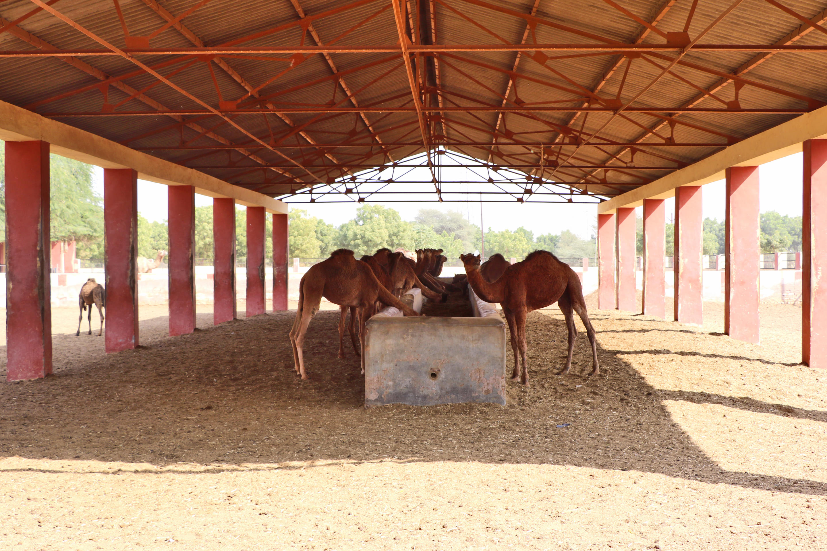 National Research Centre on Camel Overview