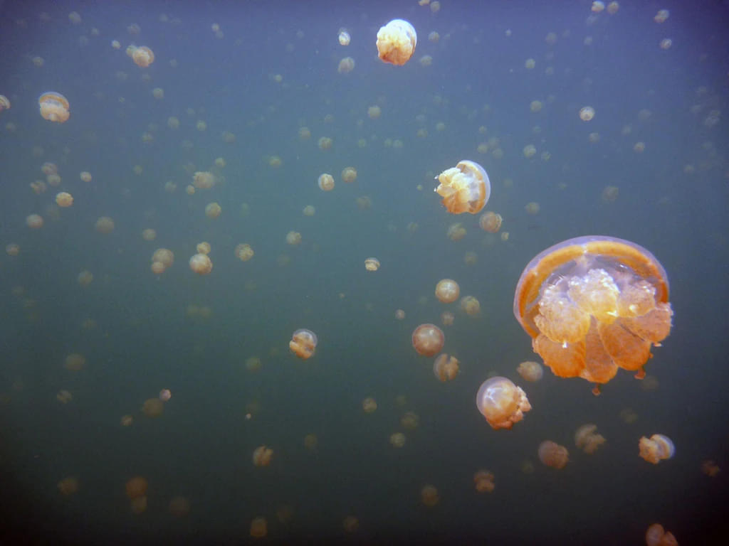 The Jellyfish Zone