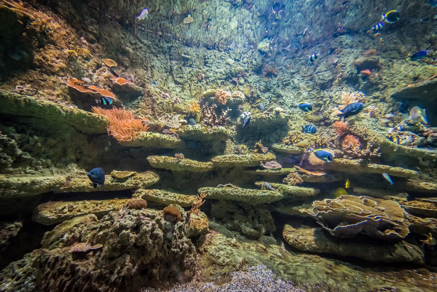 Seville Aquarium
