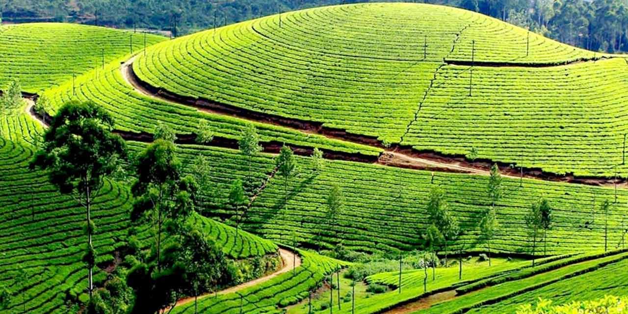 Tea Garden