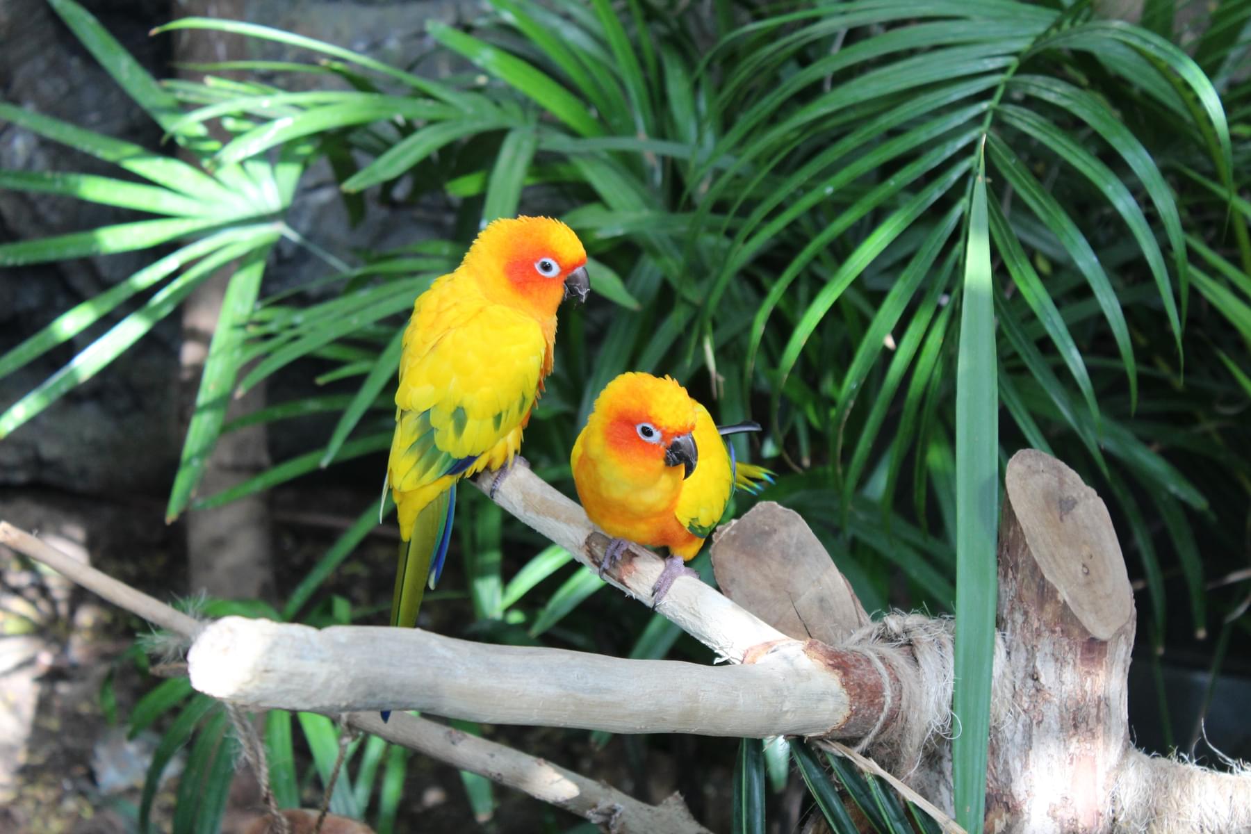 Spot the beautiful Sun Conures at the tropical forest
