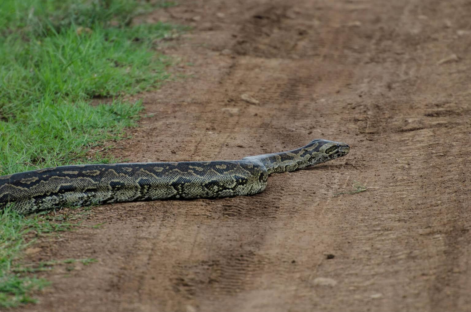 Snake Park, Nairobi