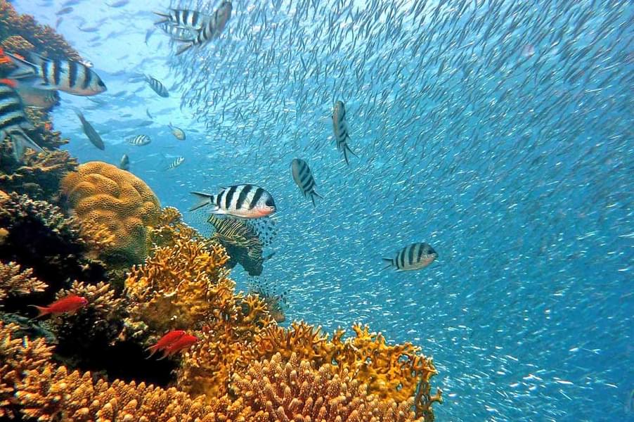 Scuba Diving in Kuta, Bali Image