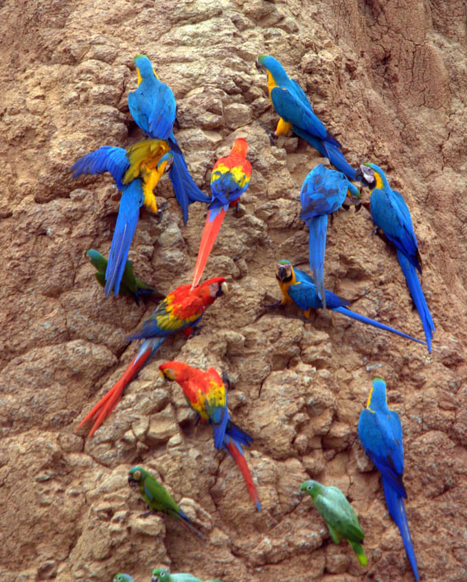 Macaws