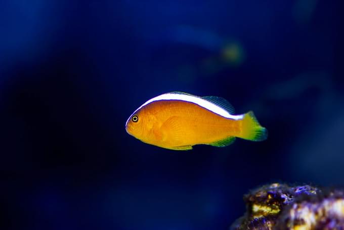 Skunk Clown Fish