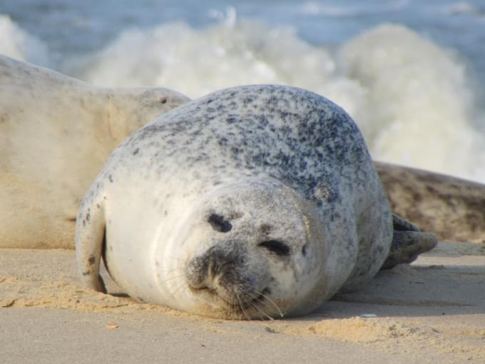 Harbour Seal in Quebec