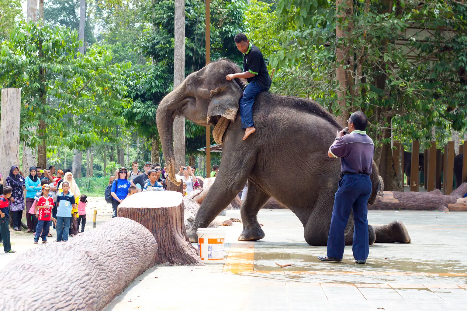 Kuala Gandah Elephant Sanctuary