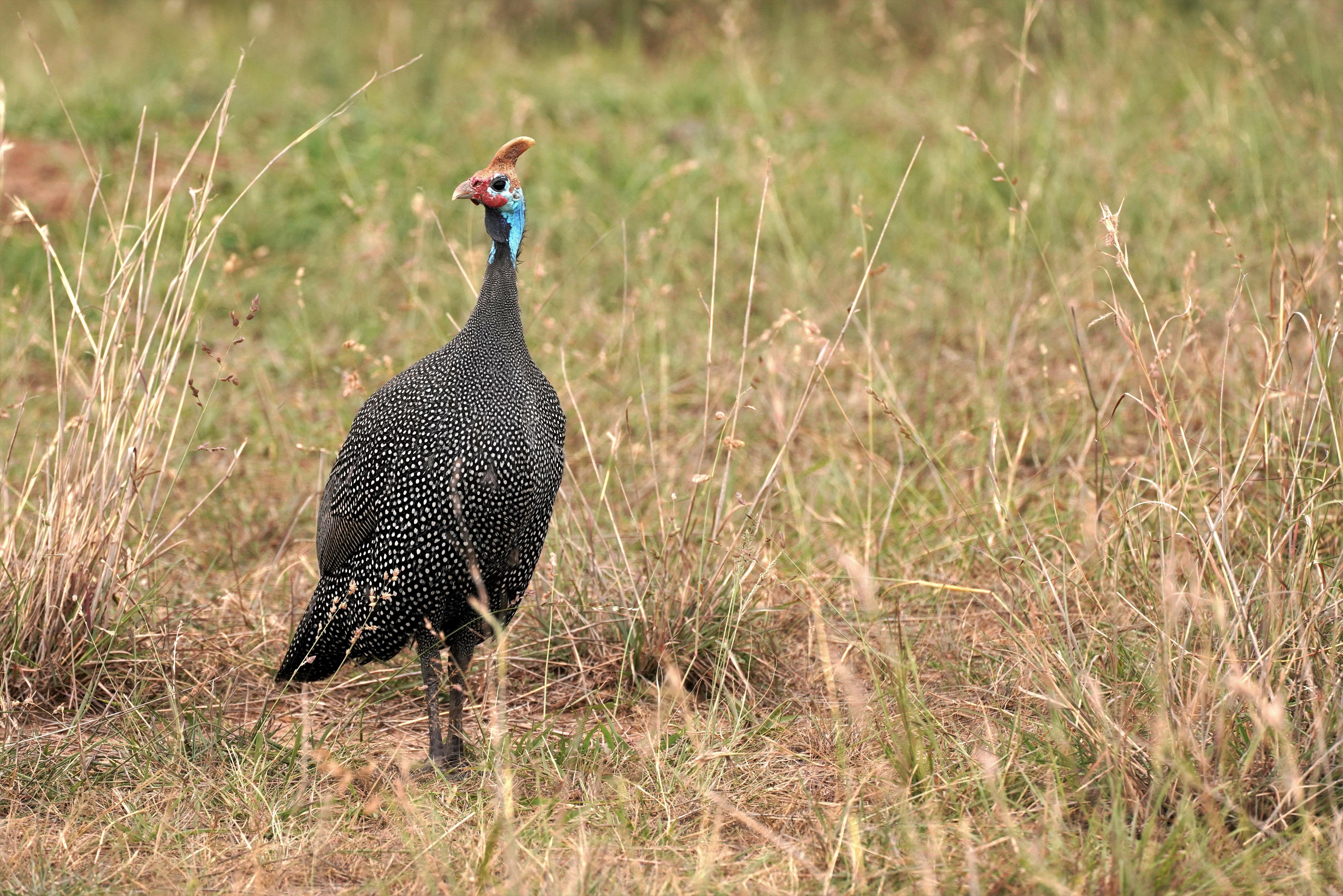 Nairobi National Park