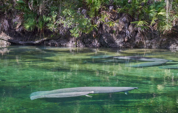 Manatee Sanctuary Park