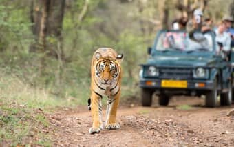 4 Days 3 Nights Jaipur Ranthambore Tour