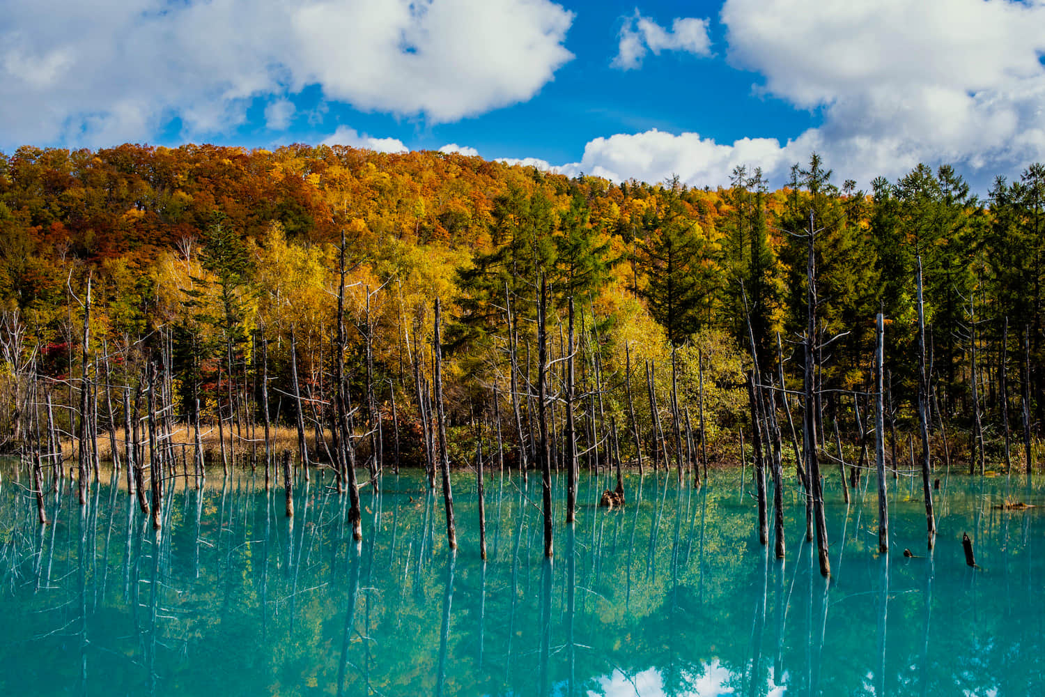 Shirogane Blue Pond, <em>Hokkaido</em>