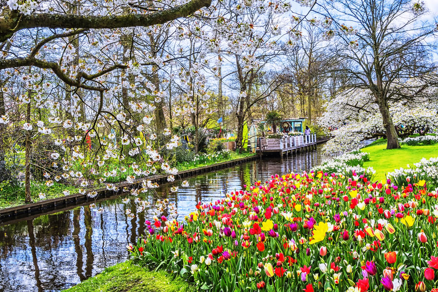 Visit Keukenhof tulip gardens with your friends and family