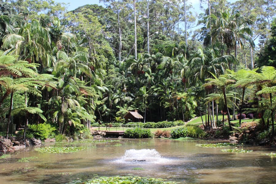 Mt Tamborine Rainforest And Glowworm Tour Gold Coast Image