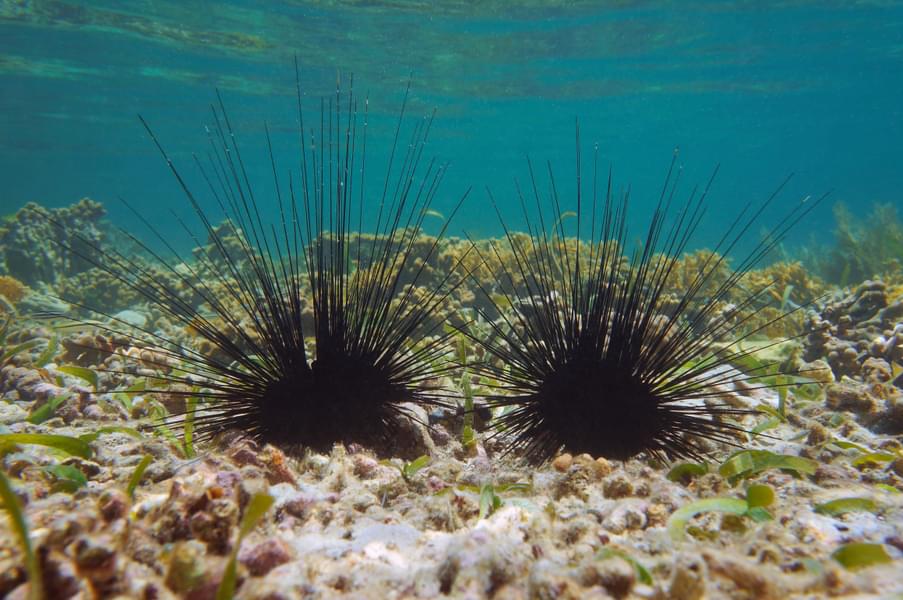 Long-spined S.E.A. Urchin