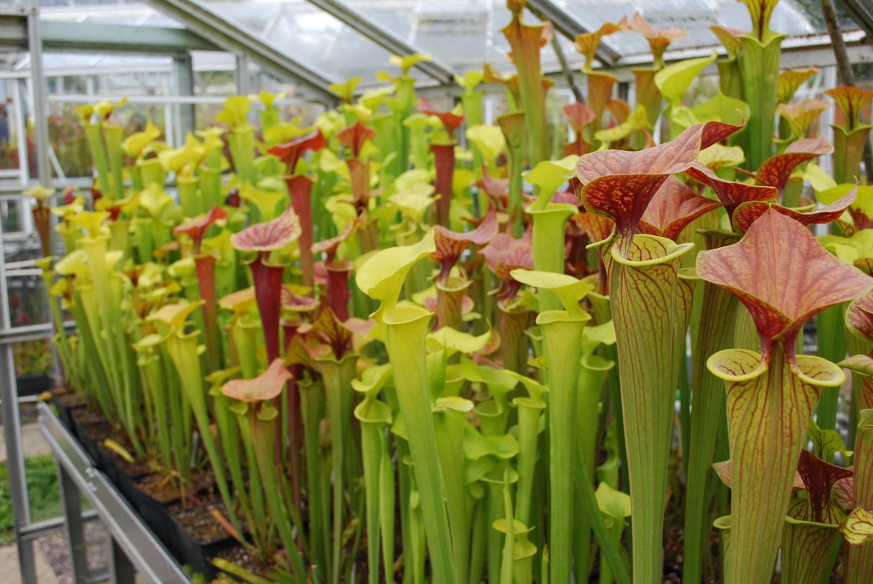Carnivorous plant collection