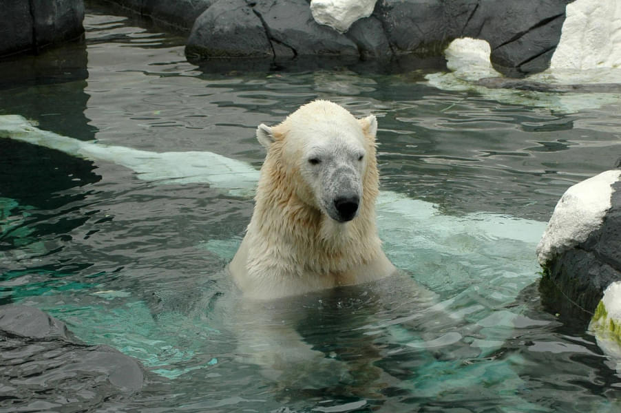 Take a close look at polar bears at San Diego Zoo