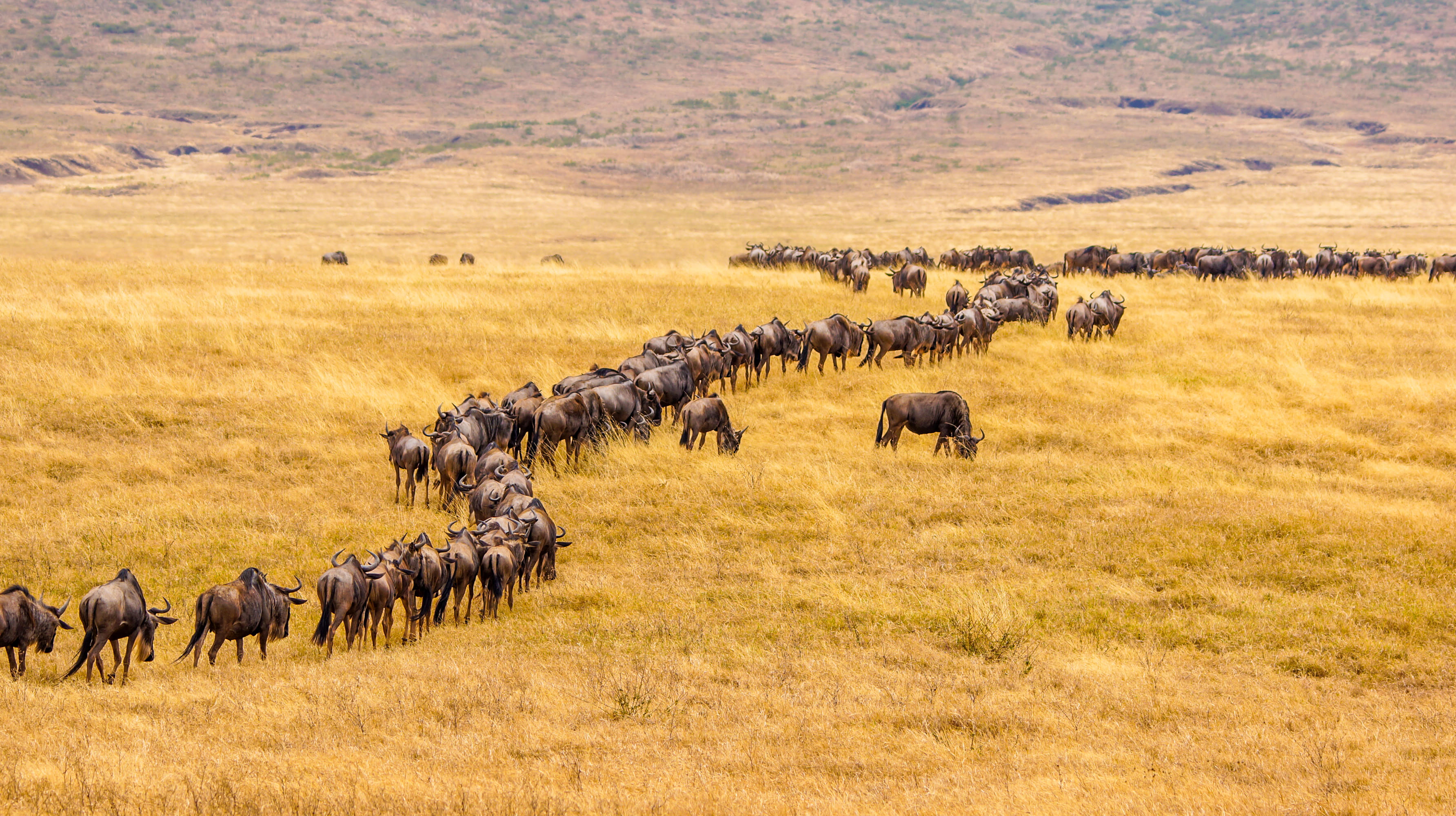 Masai Mara National Reserve Tour Packages | Upto 50% Off May Mega SALE