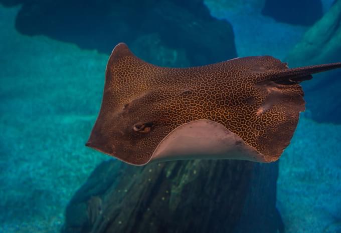 Leopard Whipray