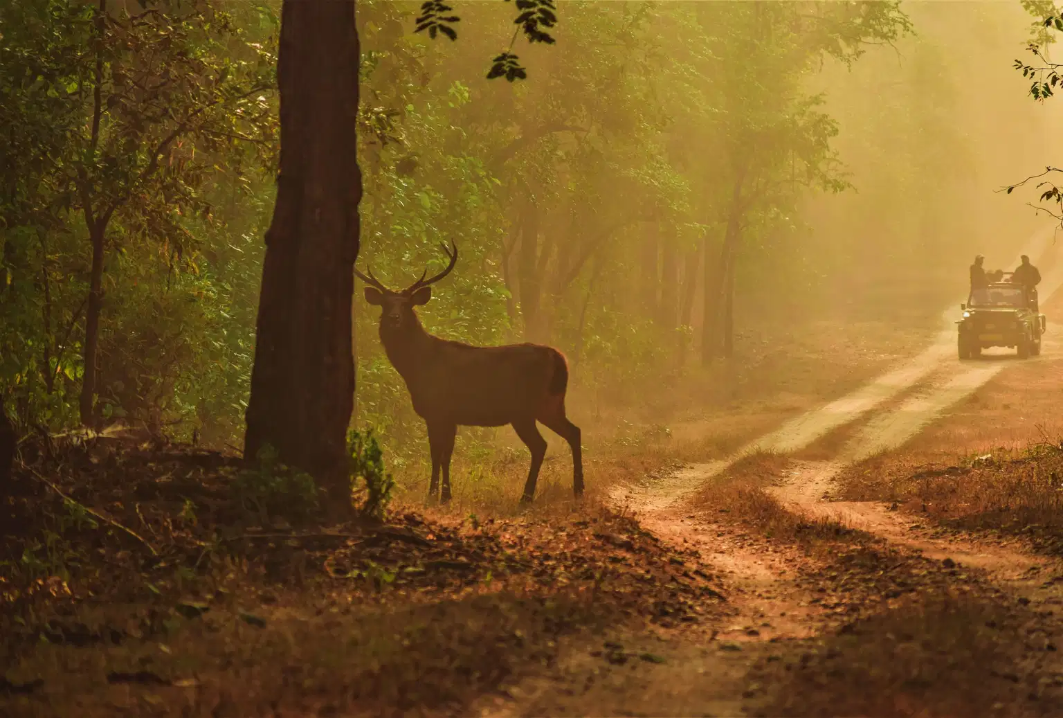 Pench and Tadoba Tour From Nagpur