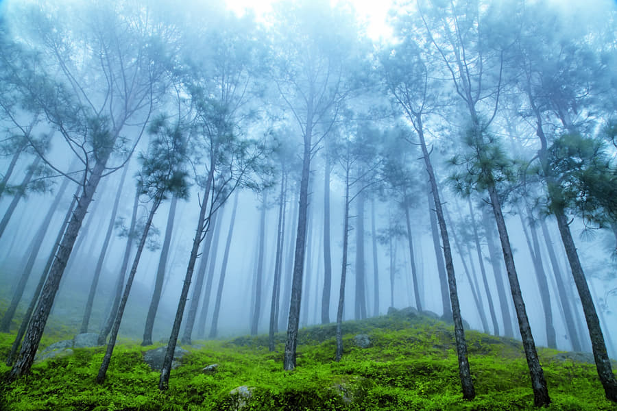 Ranikhet Tour Package from Delhi Image