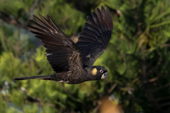 Birdworld Kuranda Australia