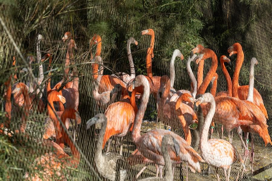 See group of Flamingos at Copenhagen Zoo