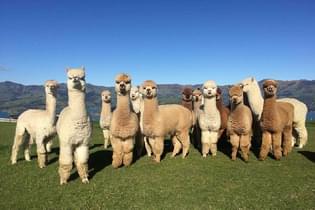 O7gji5vi2p8p2khireb7mx72kkw2 alpaca%20azerbaijan