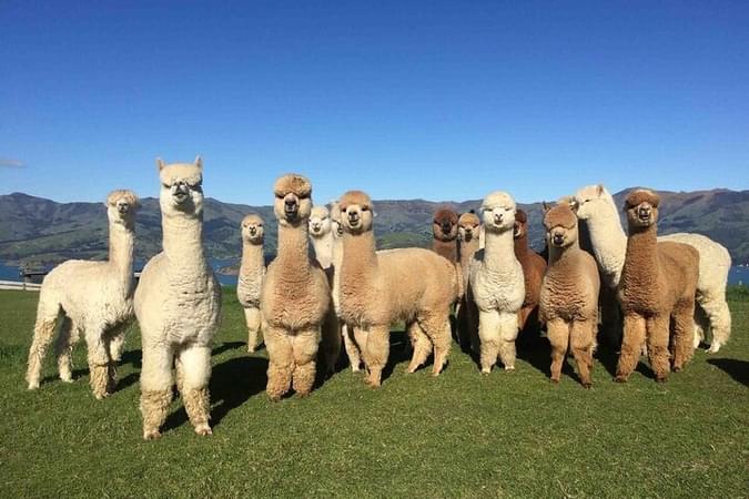 Alpaca Azerbaijan