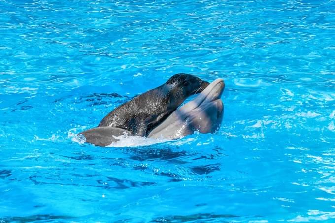 Dolphin show Dubai tickets