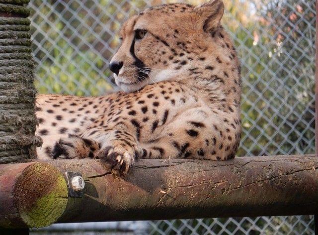 Wellington Zoo