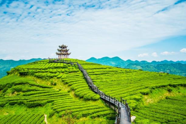 Explore Tea Plantation