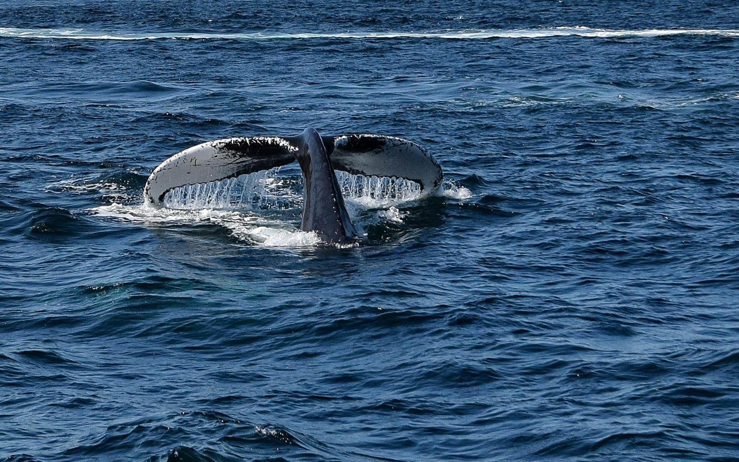 Saguenay, St. Lawrence Marine Park