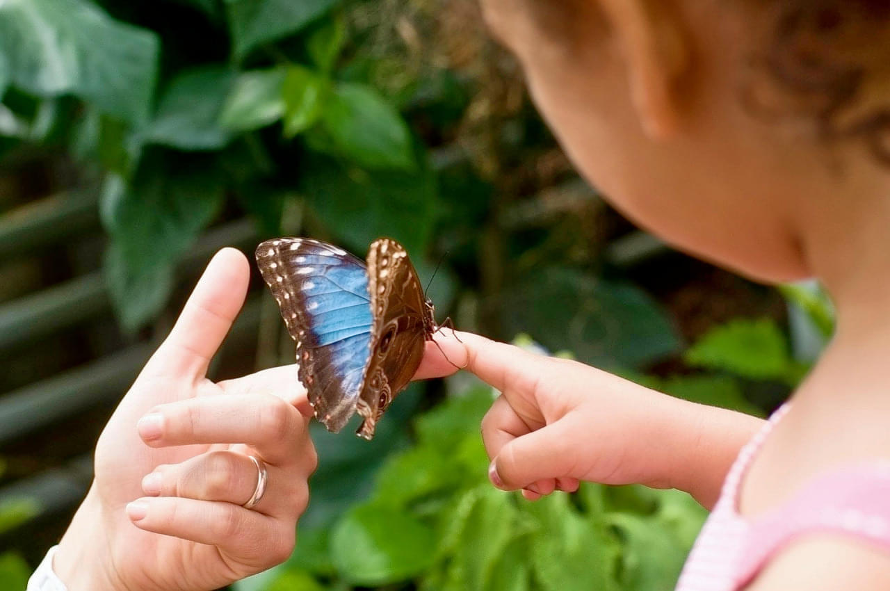 Learn about the life cycle of the butterflies at the center
