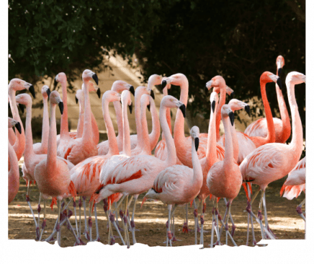 Al Ain Zoo Dubai