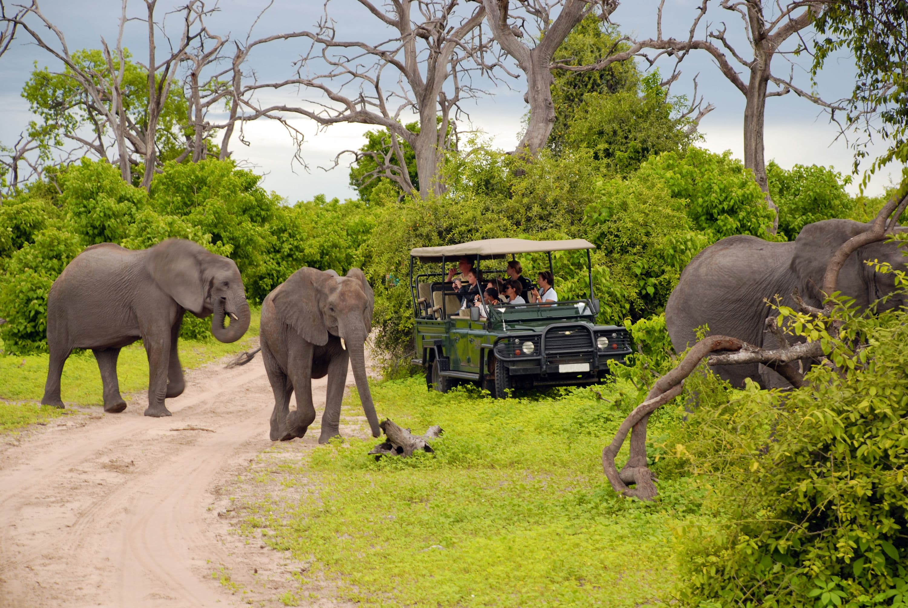 Elephant Safari Park