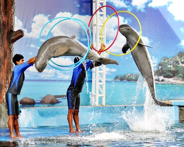 Dolphins show