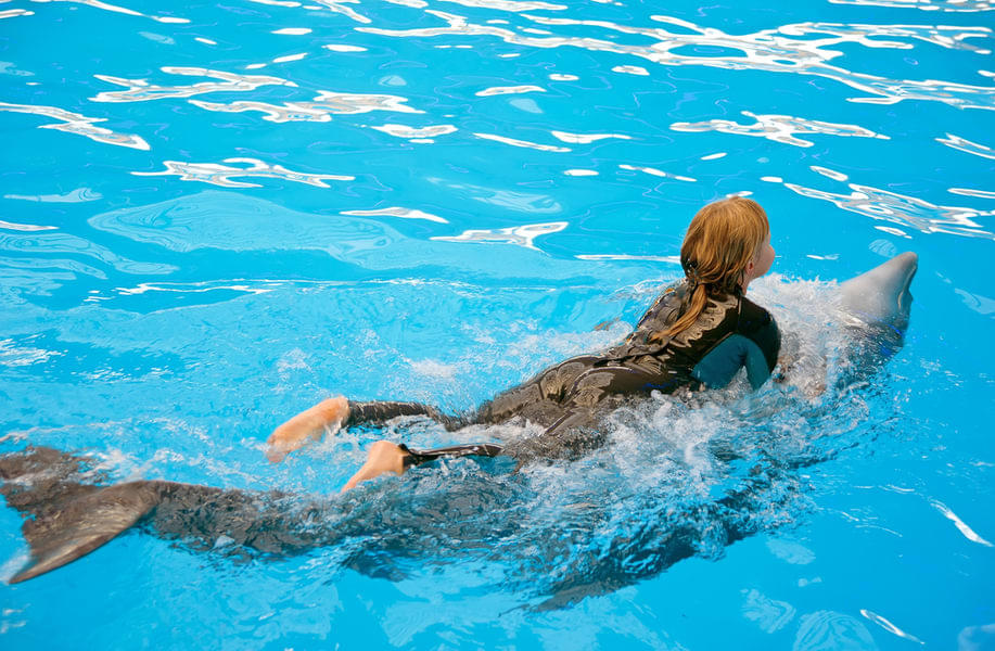 Dolphin and Seal show at Dubai Dolphinarium Tickets Image