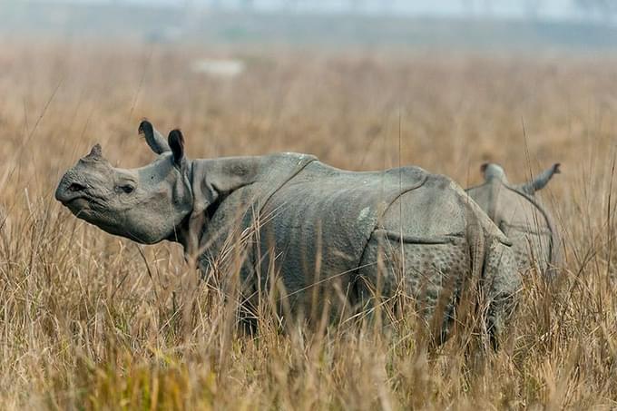 Assam Rhino Reserve in Woodland Park Zoo