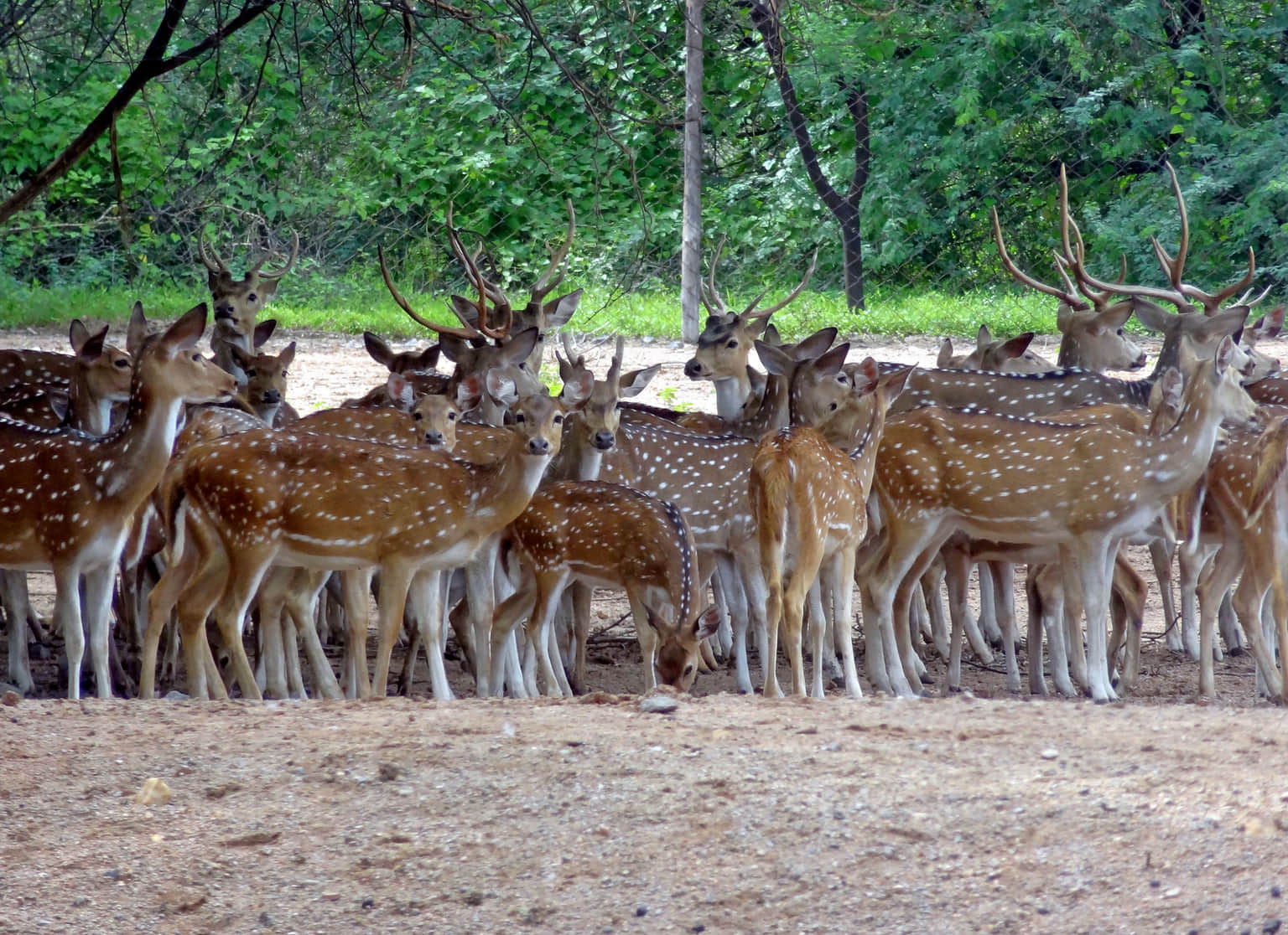 Deer Park, <em>Thimphu City</em>