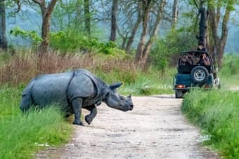 Jeep Safari In Kaziranga National Park