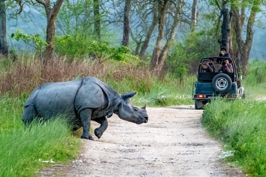 Jeep Safari In Kaziranga Image