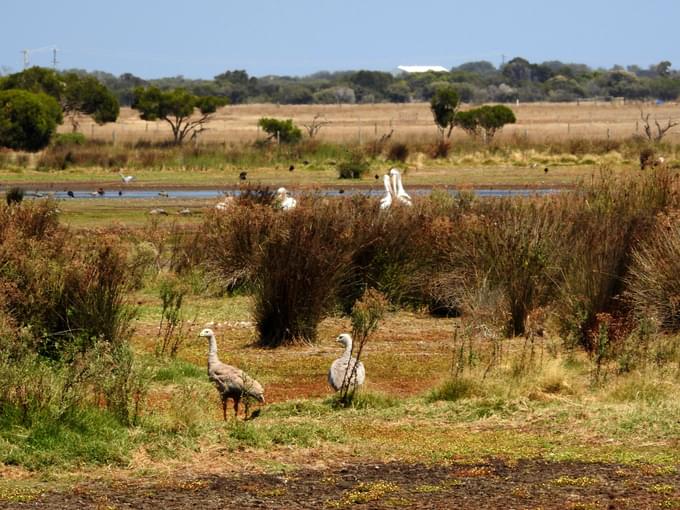 Philip Island Tour