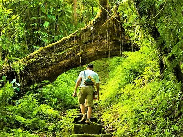 Trek Through The Nearby Evergreen Broadleaf Forest