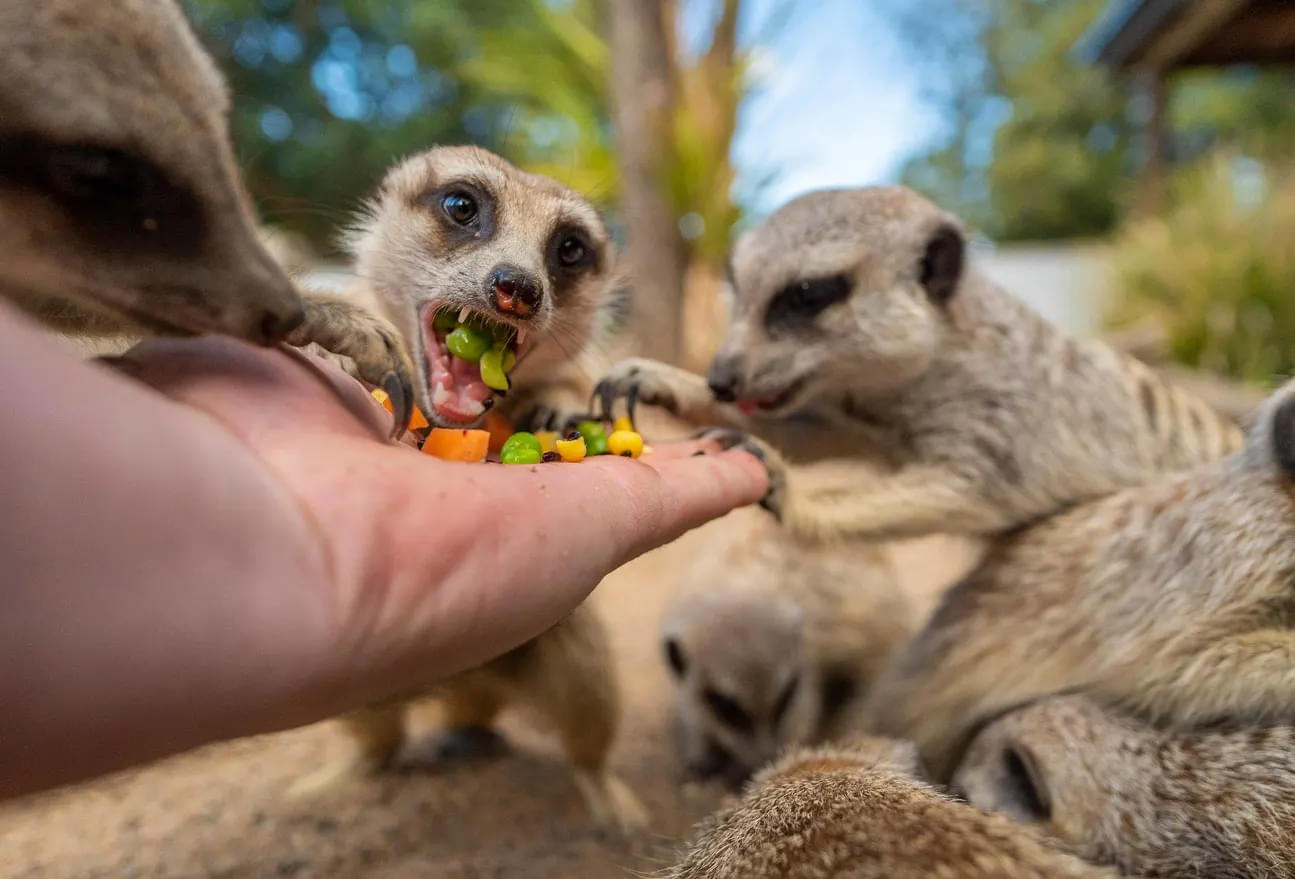 Have an amazing interactive experience at the Symbio Wildlife Park, Sydney