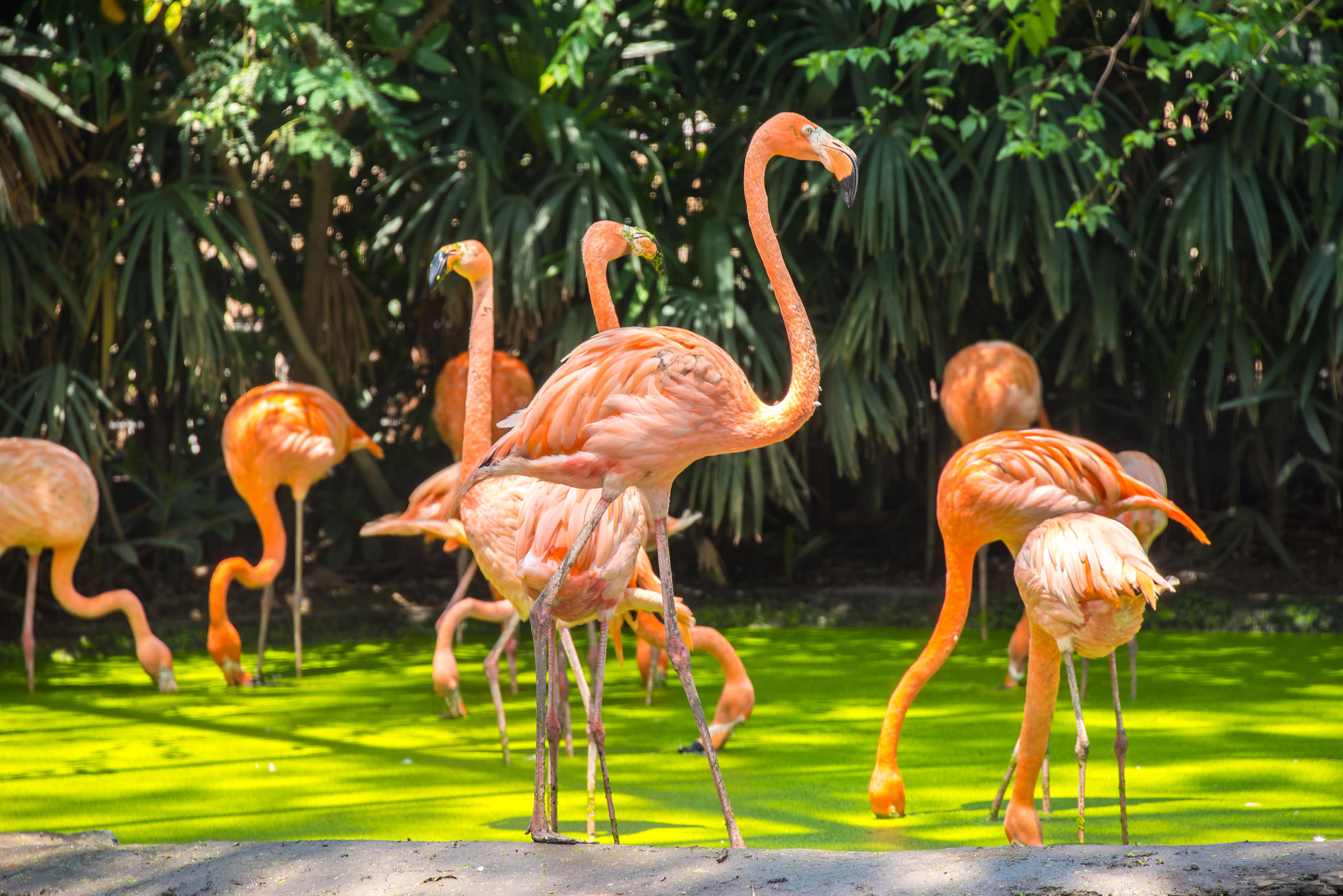 American Flamingo In Safari World Bangkok
