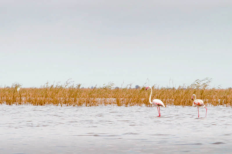 Nalsarovar Lake, <em>Gir Somnath</em>